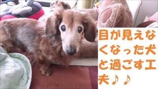 目が見えなくなったシニア犬と一緒に過ごす工夫 ミニチュアダックス 老犬 Youtube