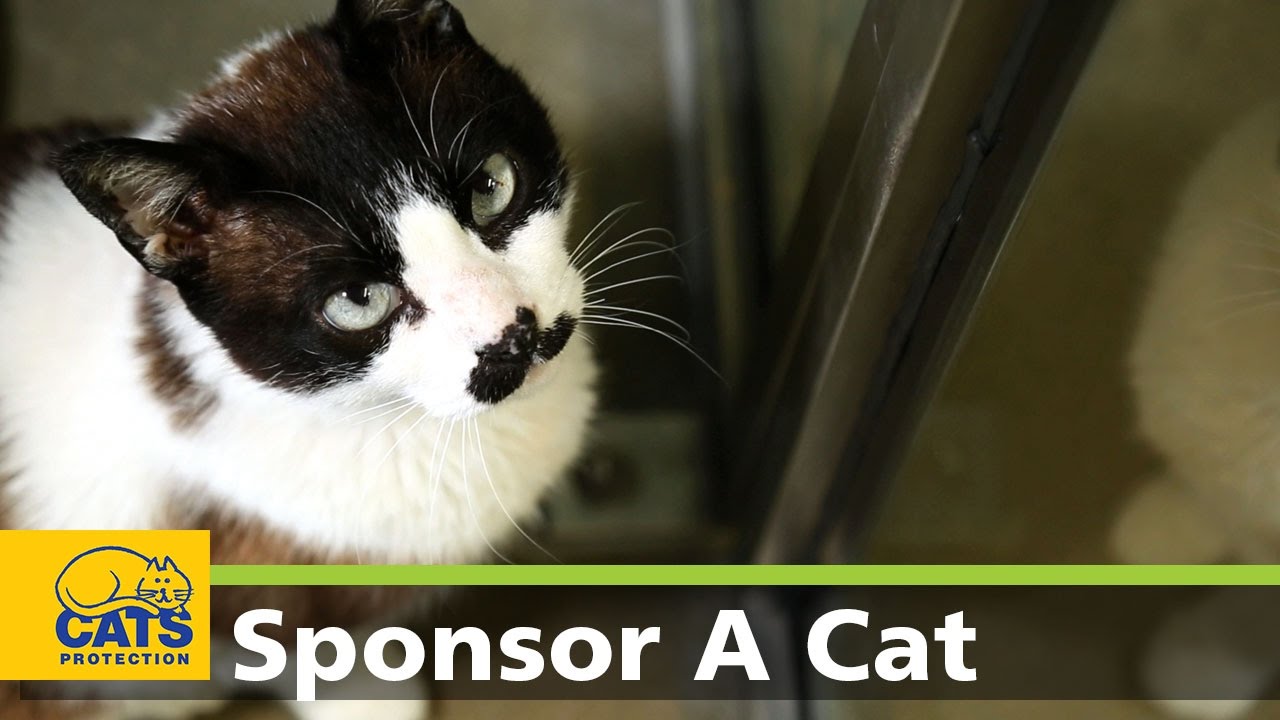 petco hours Luna - Meet the Cats Protection Sponsor Cats, episode 2