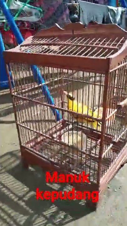 Manuk Kepudang