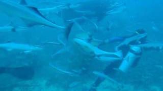 Shark feeding at Bistro dive site Beqa lagoon Fiji