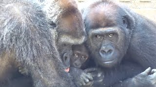 Gorilla⭐️Mom, help me! A baby gorilla who can't get up and calls for help.【Momotaro family】