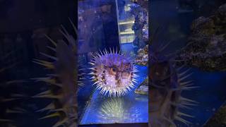 Porcupine Puffer Fish BLOWS UP!