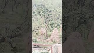 घास सुखाने और इकट्ठा करने की पारंपरिक विधि # uk#villagelife #video #home