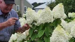 Complete Guide To Enjoying Panicle Hydrangeas // Hardy, EASY To GROW & Incredibly BEAUTIFUL 👍👏😊💚