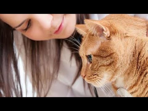 Video: Pancreatitis Sa Cats - Ano Ang Pancreatitis