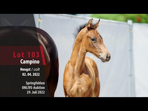 OnLive-Auktion Lot 103 Campino Hengst v. Conthargos - Diarado