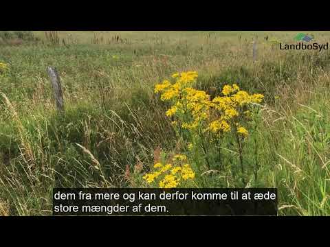 Video: Sago Palmvergiftiging By Katte - Giftige Plante Vir Katte - Sago