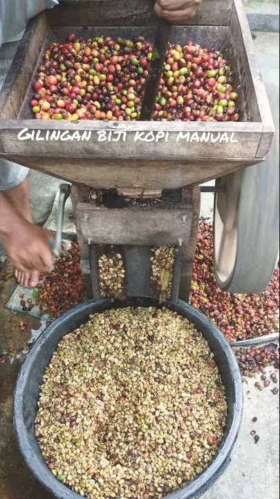 Gilingan Kopi Baru Dipetik | Coffee Beans