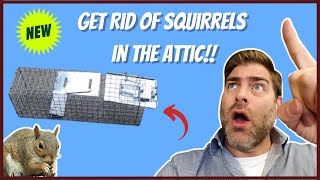How to Get Rid of Squirrels in the Attic (The Easy Way!!) In 2023