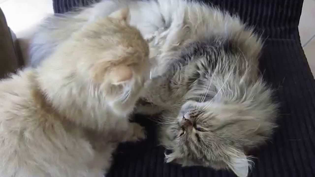 Persian cat love - YouTube