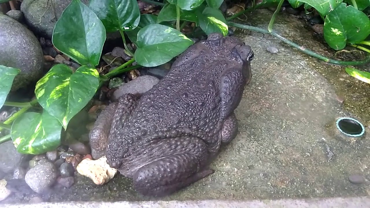 Que Estrutura Ajuda O Sapo A Se Locomover