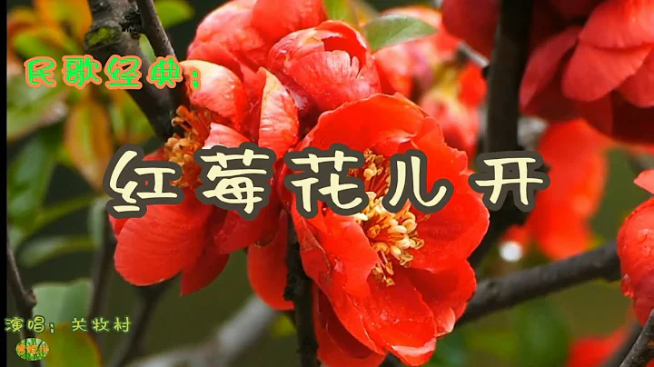 紅莓花兒開 - 俄羅斯民歌。演唱：關牧村 - 天天要聞