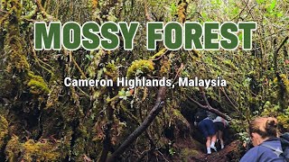 Cameron Highlands Mossy Forest Hiking Experience December Holiday 2025