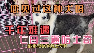 这是一只血统不太纯种的哈士奇，七白三通有点像边境牧羊犬！