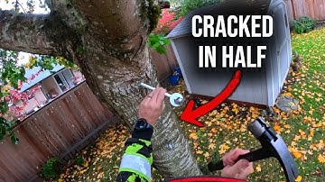 Tree Cracked in Half! Can I save it?