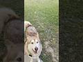 Playful husky #husky #huskydog #huskylife #fun #pet #funnyanimal #helpmemakethismakesense