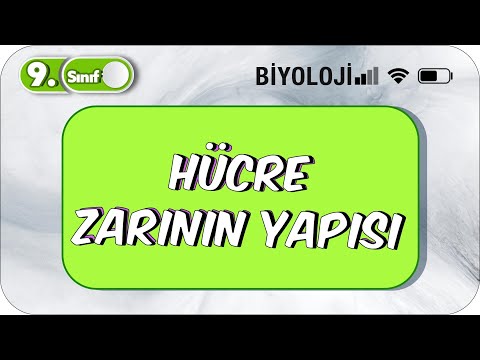 Video: Zarla çevrili çekirdeğe sahip hücre tipi hangisidir?