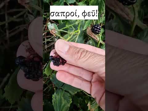 Video: Talvistavat karhunvatukat: Blackberry Bushin talvihoito puutarhassa