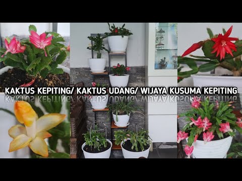 Video: Daun Kaktus Krismas Menjadi Ungu - Sebab Daun Kaktus Krismas Berwarna Ungu