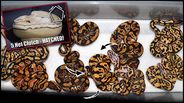 Crypton 5 Heterzygous clutch Hatched! WILD odds on this one.