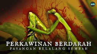 The Cruelty of Praying Mantis❗ Why Do Female Praying Mantis Eat Their Mates❓ #alampengetahuan