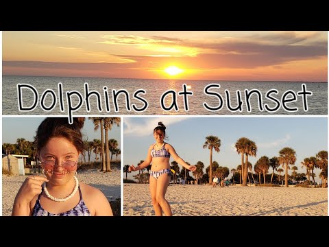 Dolphin fishing, Sunset at the beach - Fred Howard Park, Tarpon Springs, Pinellas County, Florida