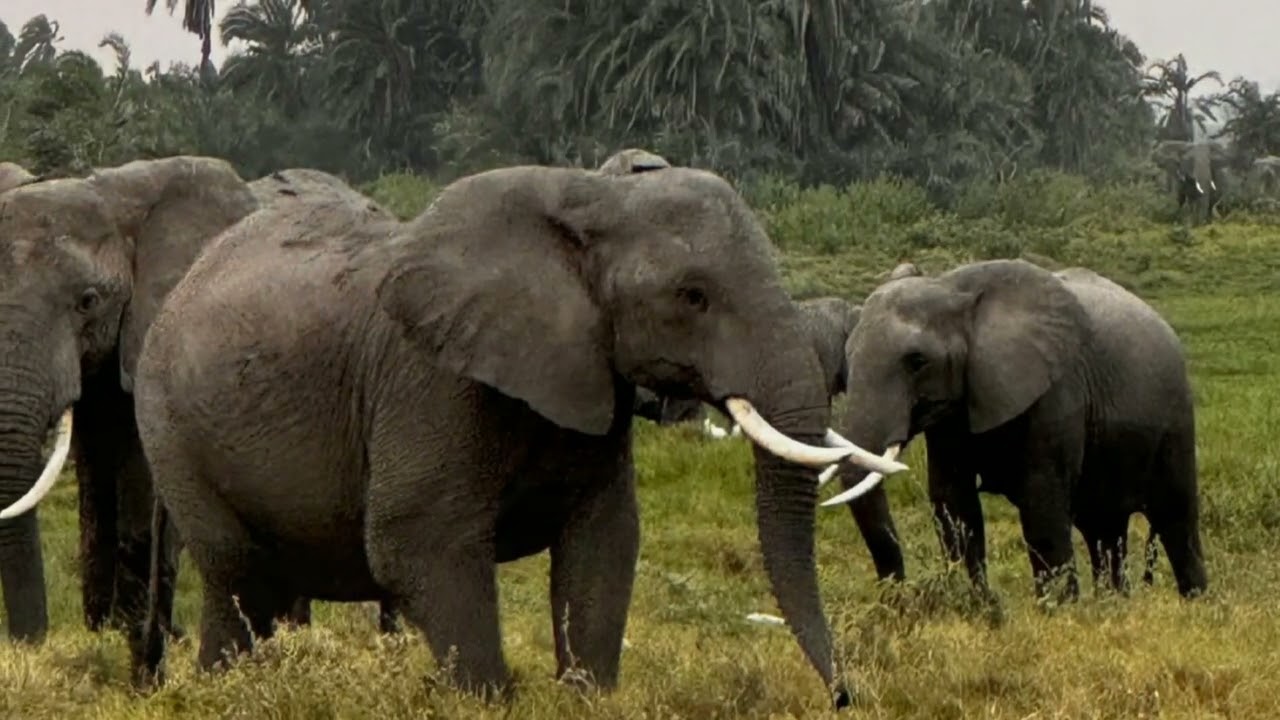 Африка 2025г., часть1.