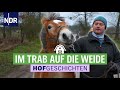 Wieder ins Freie: Ponys freuen sich über den Auslauf | (164) | Die Nordreportage: Hofgeschichten