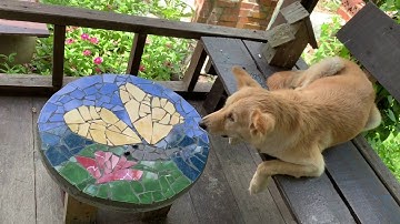 Make your own Mosaic Table - Part 2
