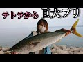 【死闘】堤防に巨大ブリ出現で一同騒然