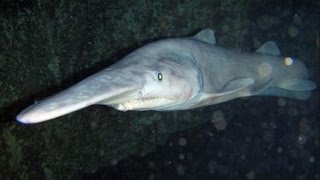 Акула гоблин - Goblin Shark (Энциклопедия животных)