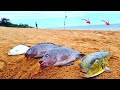 ACONTECEU ALGO INÉDITO NESSA PESCARIA DE PRAIA!!! PESCAMOS e COMEMOS ali mesmo | Catch and Cook.