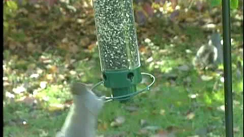 The Yankee Flipper Bird Feeder
