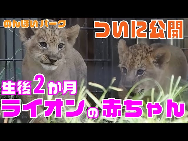 速報】のんほいパークで赤ちゃんライオン誕生！初日の様子を大公開
