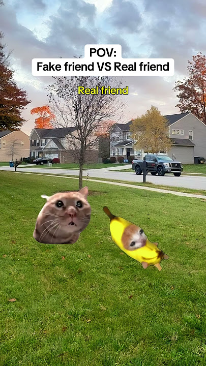 CAT MEMES 🐱Fake friend VS Real friend #catmemes #relatable #relationship