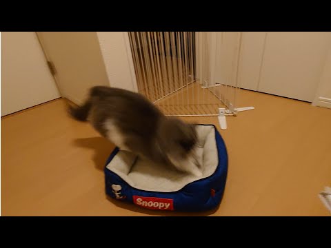 高校野球は見てないけれどとにかくヘッドスライディングが大好きな猫！の巻