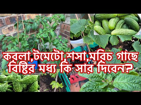 ভিডিও: আপনি কেন শসা এবং টমেটো মেশাতে পারবেন না