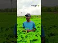 JEELUGU Upayogalu Me Yuva Raithu Matallo Farmer Agriculture Telugu JEELUGU Upayogalu Me Yuva Raithu Matallo Farmer Agriculture Telugu