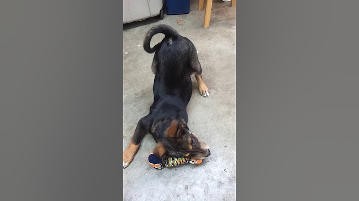My dog Thor