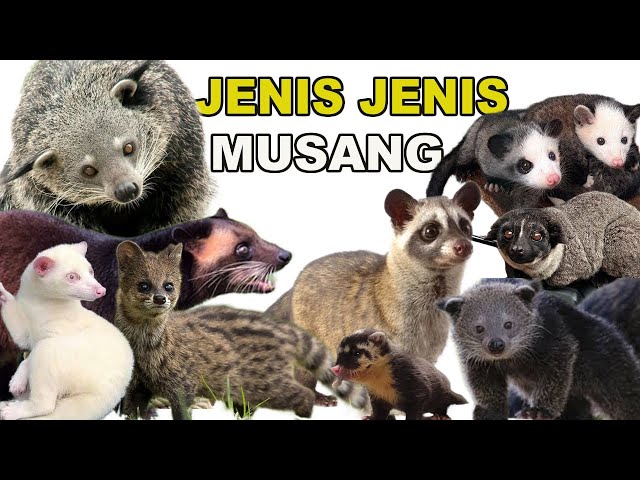 JENIS JENIS MUSANG DAN HARGANYA class=