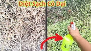 Chỉ Cần Hỗn Hợp Này Diệt Cỏ Không Cần Dùng Đến Thuốc.Cách Diệt Cỏ Không Dùng Thuốc Đơn Giản Hiệu Quả