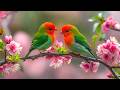 Spring Birds and Gentle Piano 🍃 Relaxing Music for Calm, Peace &amp; Stress Relief