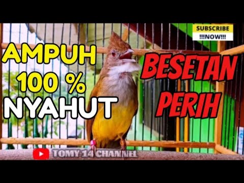 Panggilan BIRAHI untuk Cucak JENGGOT BETINA agar Langsung NYAUT GACOR | pancing cucak jenggot Betina