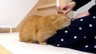 急ぎではないけどモフモフタイムは欠かせない猫と飼い主【おかえりプリン】