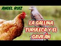 La gallina turuleca y el gavilán