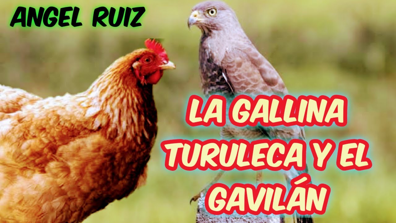 La gallina turuleca y el gavilán