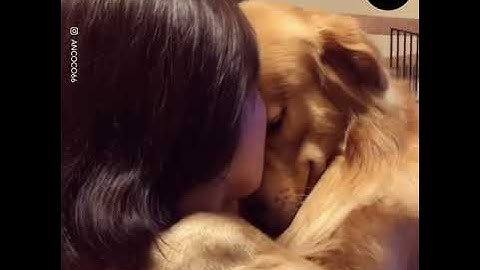 The Unconditional Love Of Dogs Is Incredible