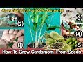 How To Grow Cardamom From Seeds : Grow Elaichi in pot Step By Step Guide With 6 Months Updates