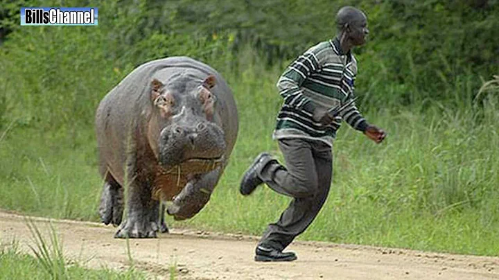 Man Chased By Hippo - DayDayNews