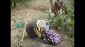 Сад моєї мрії